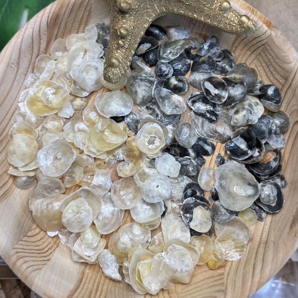 BULK REAL HAND PICKED FLORIDA JINGLE SHELLS SEASHELLS DIY CRAFTING CRAFTS LOT - Picture 6 of 13